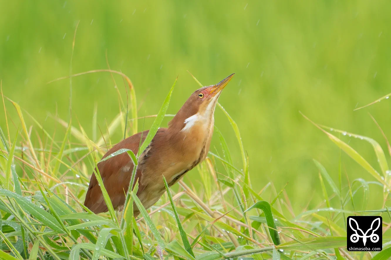リュウキュウヨシゴイ