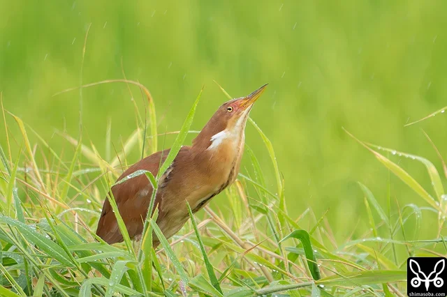 さえずるリュウキュウヨシゴイのオス。