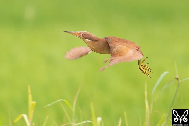 ほかの個体の鳴き声に反応して飛んでいってしまいました。