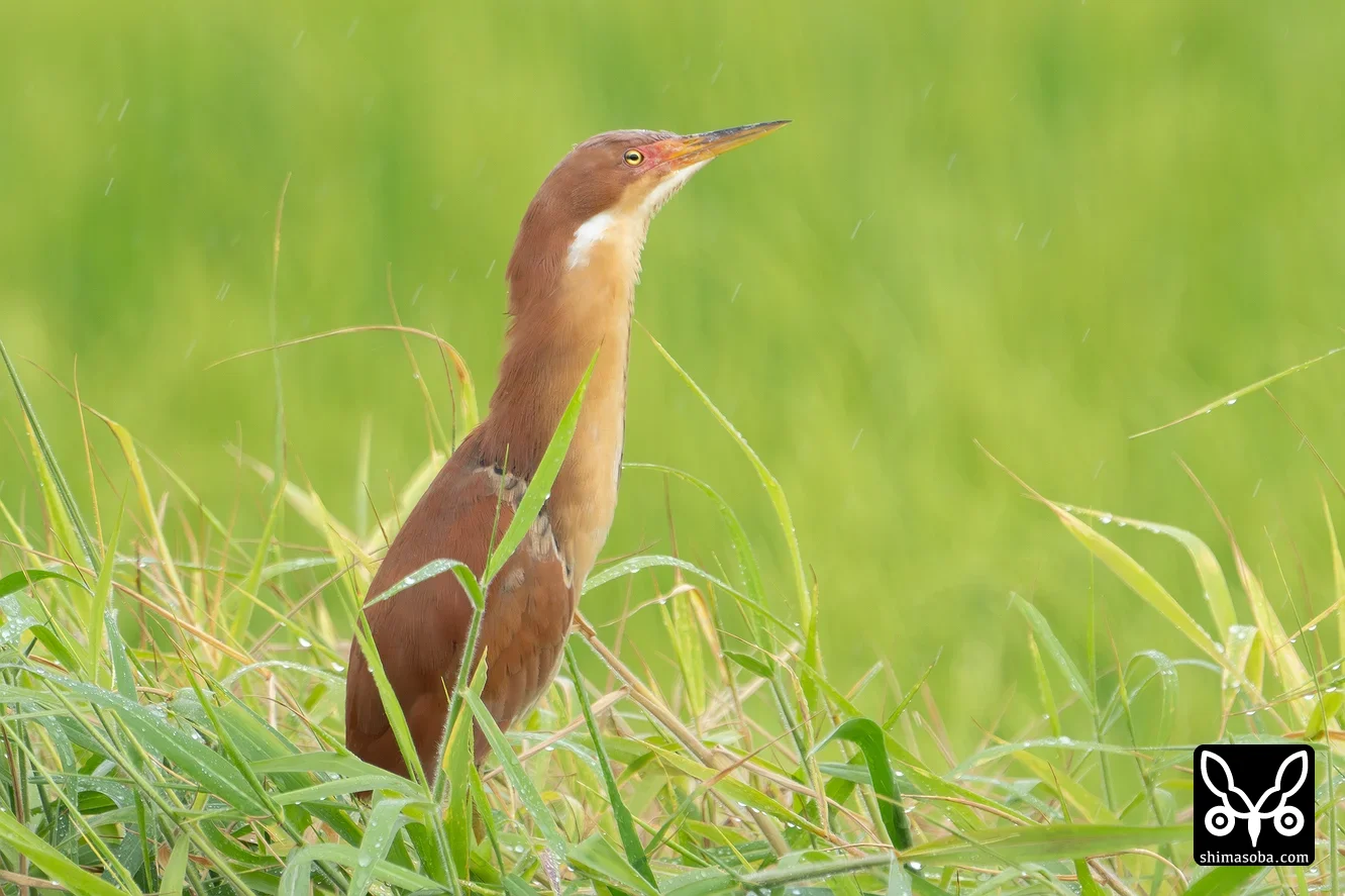 リュウキュウヨシゴイ
