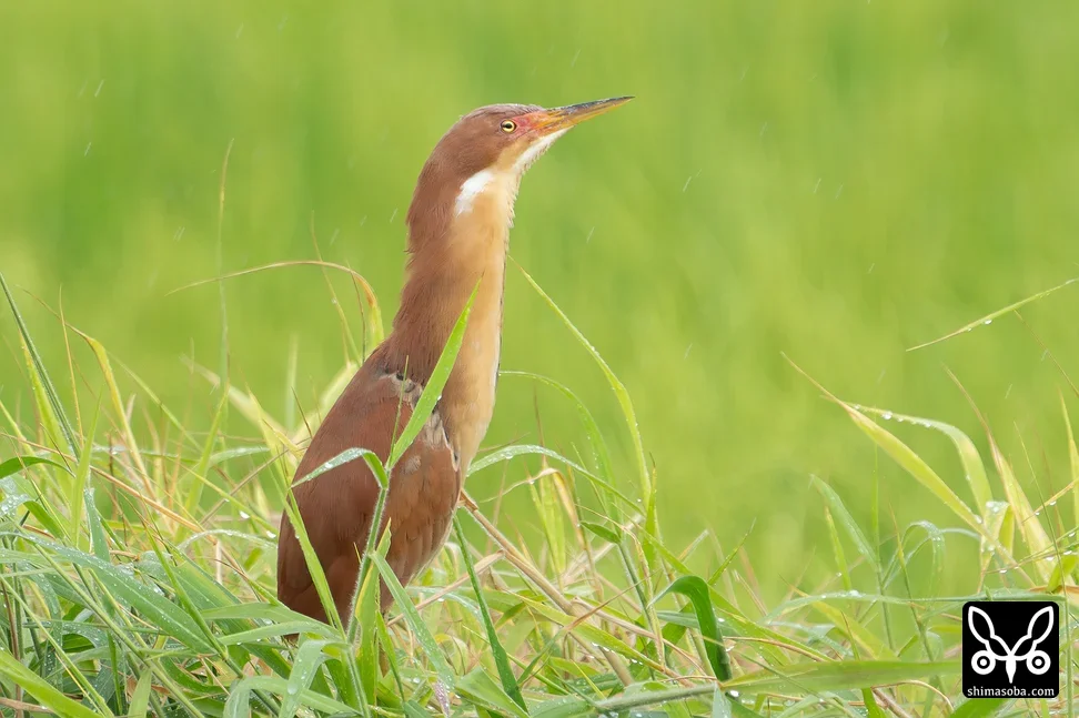 リュウキュウヨシゴイ