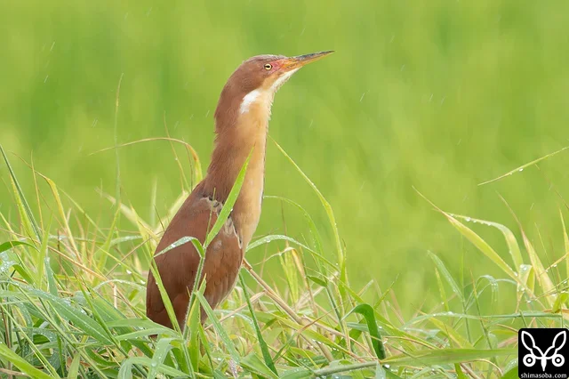 土砂降りの雨が止むと目立つところに現れたリュウキュウヨシゴイのオス。婚姻色が出ています。