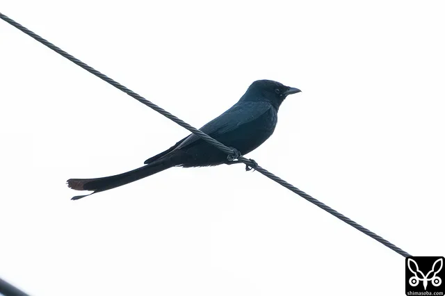 自宅近くで滞在4日目のオウチュウ。