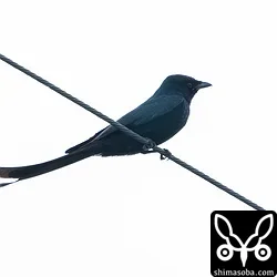 オウチュウ、ツバメチドリ、クロツラヘラサギ、ヘラサギ、アカガシラサギほか