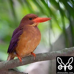 リュウキュウアカショウビン