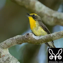 リュウキュウキビタキ、アカショウビン、ベニバトなど(動画あり)
