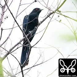 オニカッコウ繁殖?　まだ出るオウチュウ、リュウキュウコノハズク抱卵(動画あり)