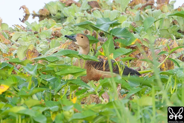 水を飲むリュウキュウガモ。