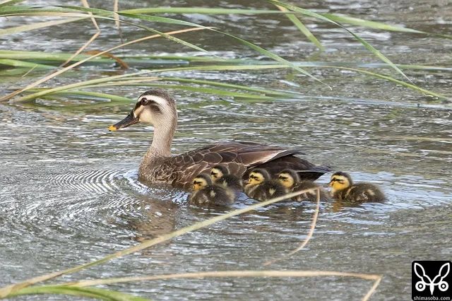 水路に子連れのカルガモ。ヒナがカンムリワシに付け狙われていました。