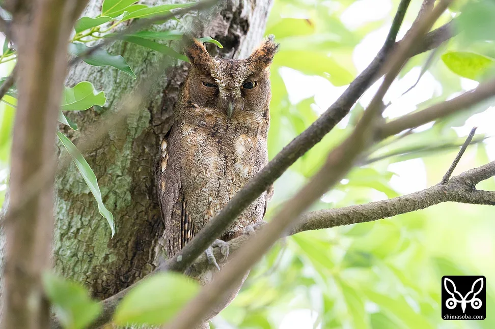 リュウキュウコノハズク