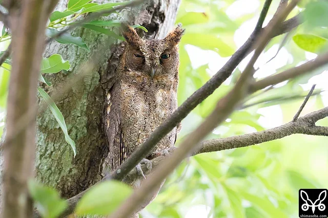 巣を見張るリュウキュウコノハズクのオス。同じ場所で3年連続の繁殖です。