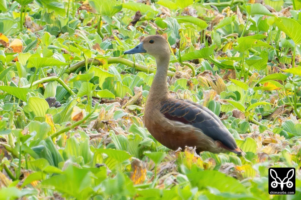 リュウキュウガモ