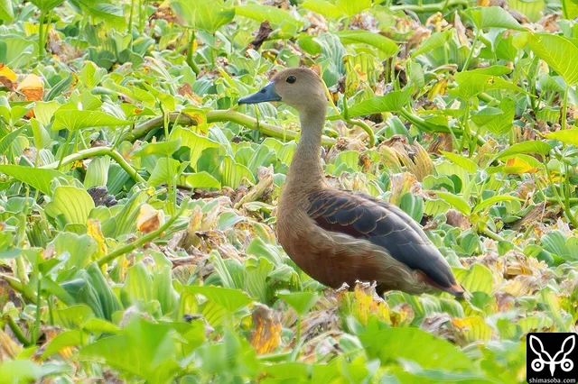 長期滞在しそうなリュウキュウガモ。