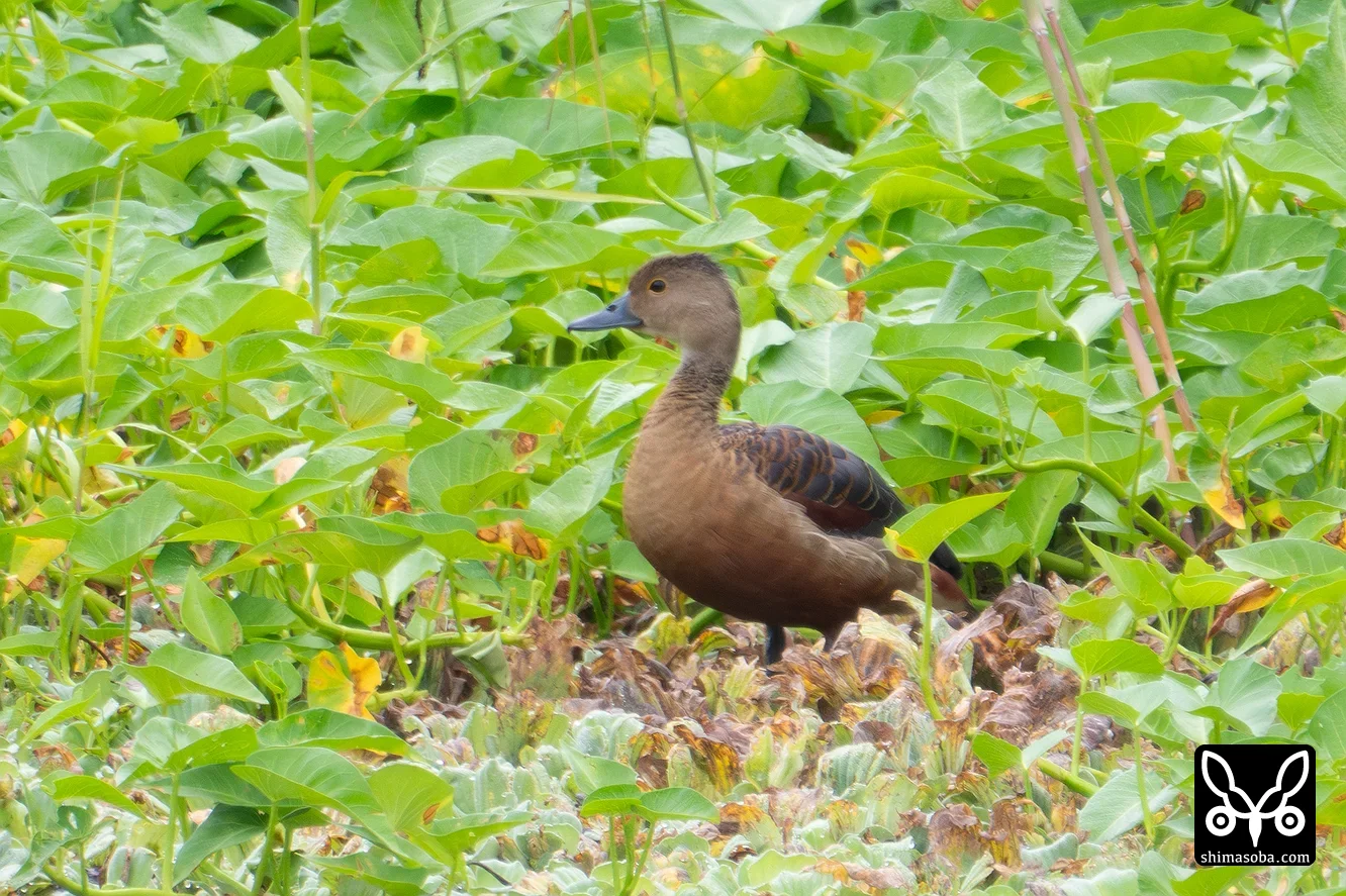 リュウキュウガモ