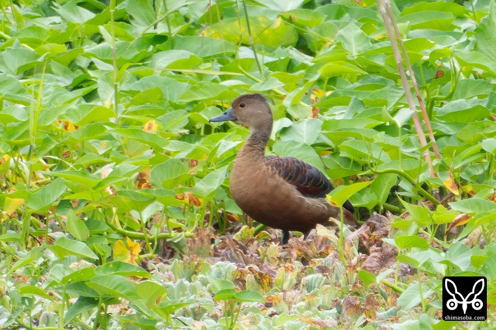 リュウキュウガモ