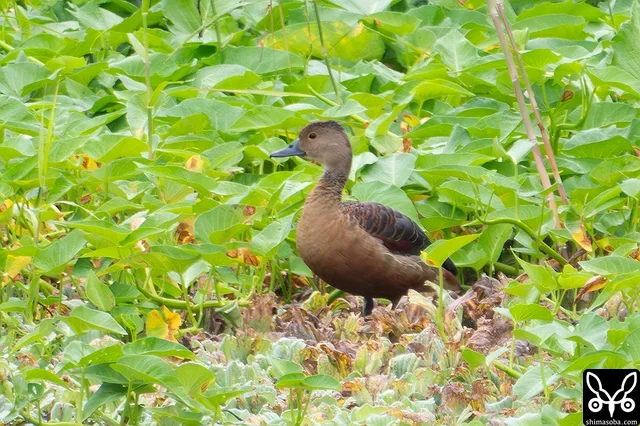 対岸で水草の上に鎮座するリュウキュウガモ。