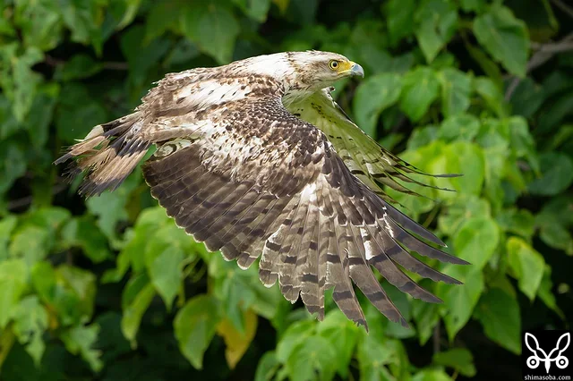 力強く羽ばたくカンムリワシの幼鳥。救護されてから1カ月半での放鳥となりました。