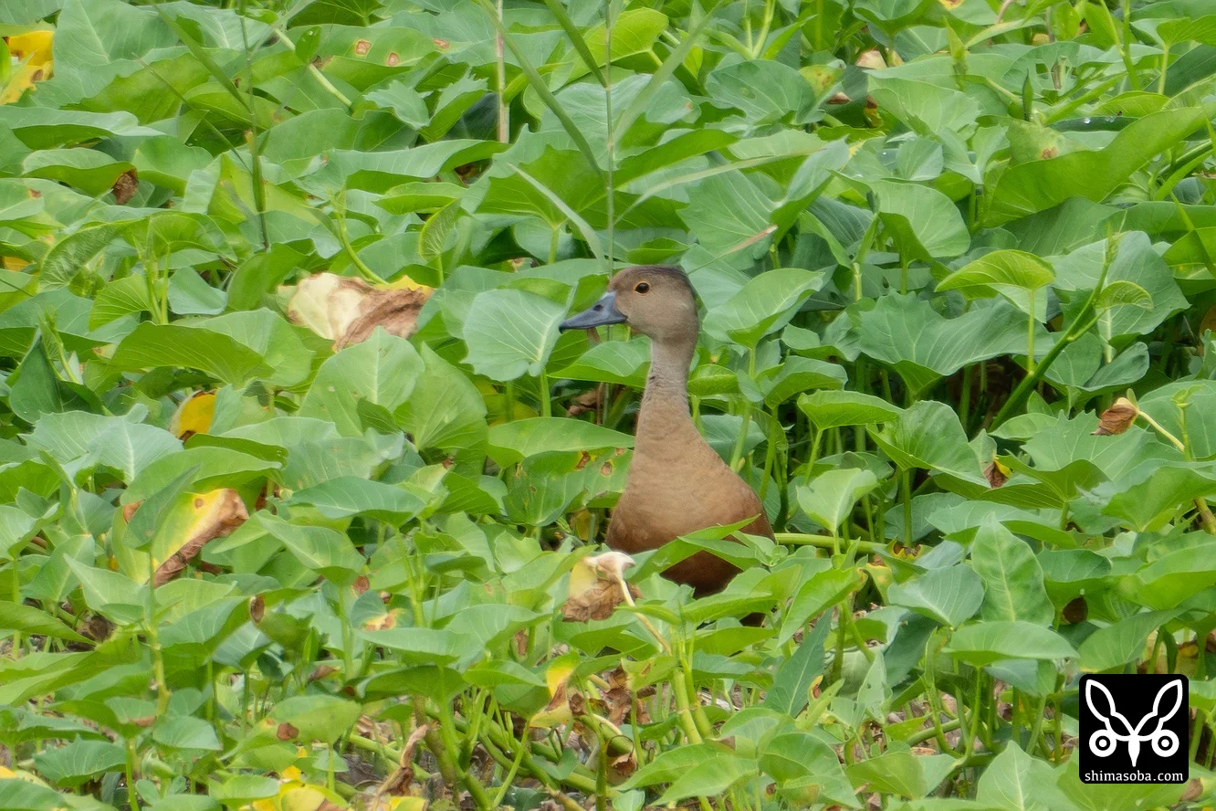 リュウキュウガモ