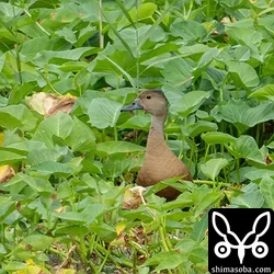 リュウキュウガモ