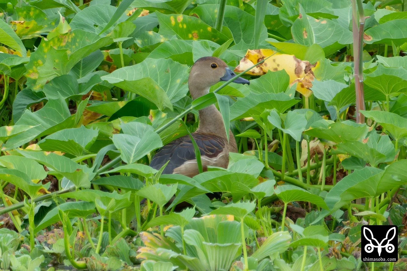 リュウキュウガモ