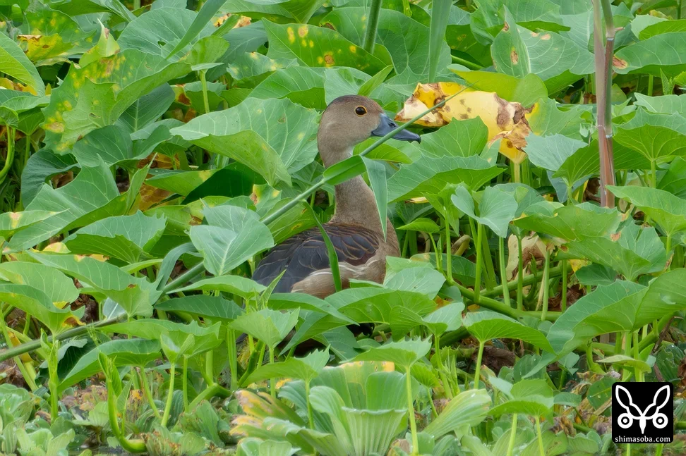 リュウキュウガモ