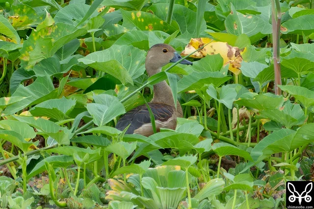 顔だけ出すリュウキュウガモ。