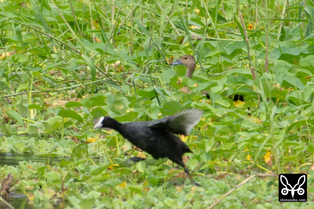 リュウキュウガモ