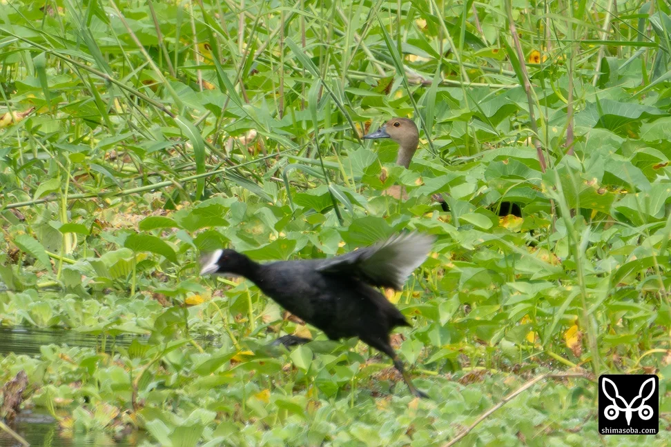 リュウキュウガモ