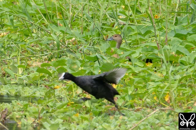 オオバン(手前)とリュウキュウガモ。この日は警戒して姿があまり見えないリュウキュウガモでした。