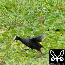 リュウキュウガモ