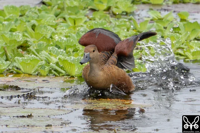 浮草の間を移動するリュウキュウガモ。