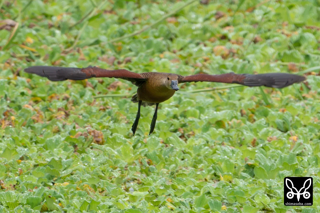 リュウキュウガモ