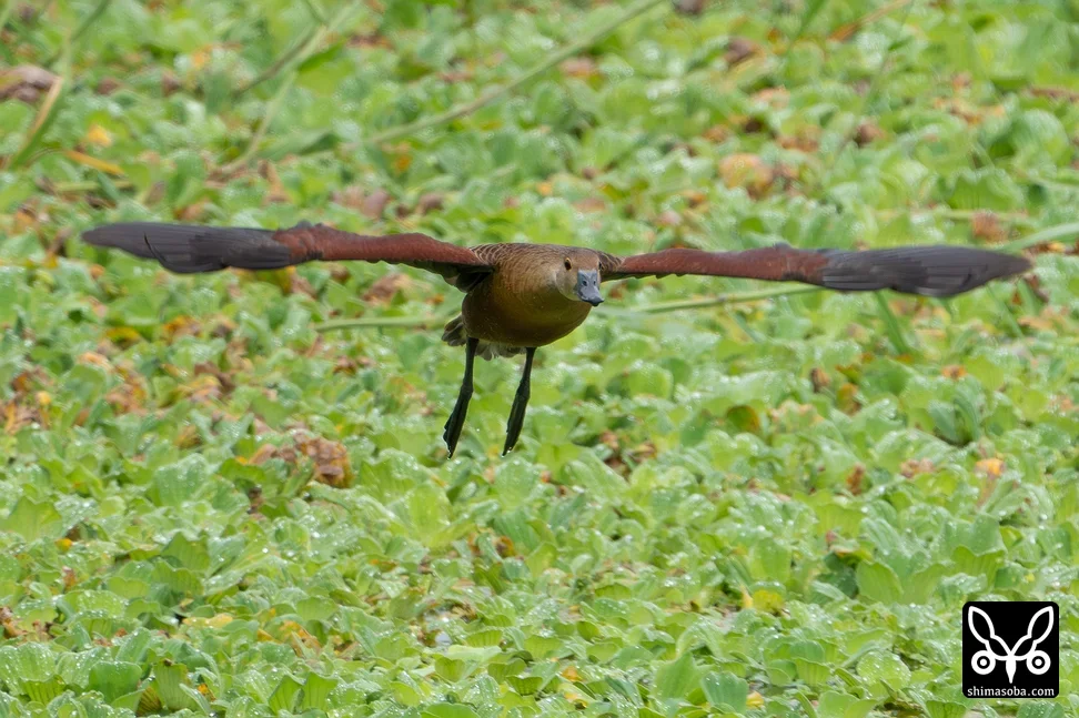 リュウキュウガモ