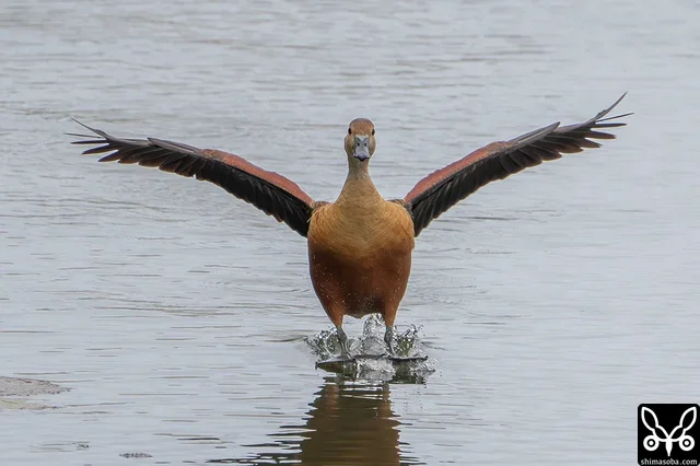 着水するリュウキュウガモ。
