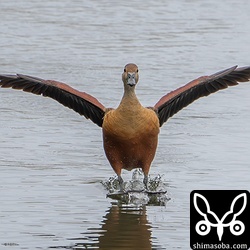 着水するリュウキュウガモ。