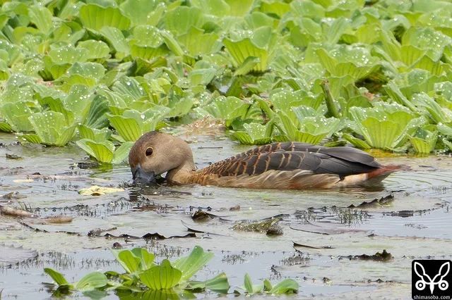 水中にある水草か藻類のようなものを食っていました。