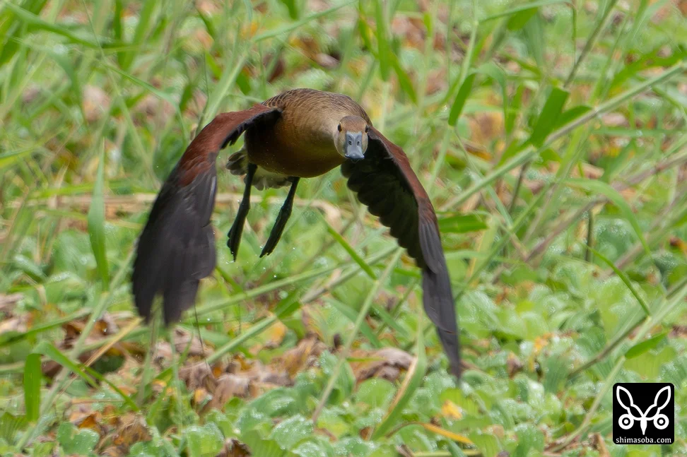 リュウキュウガモ