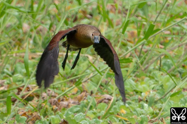 こちらへ向かって飛んできます。リュウキュウガモの特徴でもある長い足が目を引きますね。日本で記録のあるカモの仲間で飛翔時に足の長さが尾羽を超えるのはリュウキュウガモだけの特徴です。
