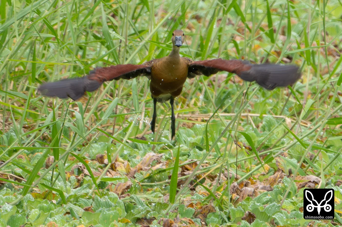 リュウキュウガモ