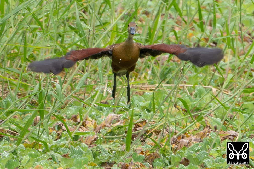 リュウキュウガモ