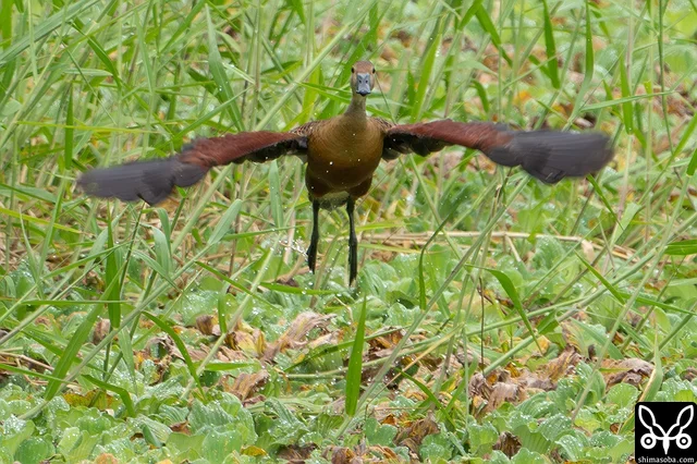 休んでいた草むらから飛び出したリュウキュウガモ。ほぼ垂直に離陸しました。