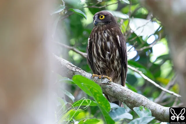 アオバズクのメス。巣の近くで見張り。