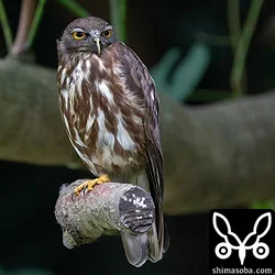 リュウキュウアオバズク