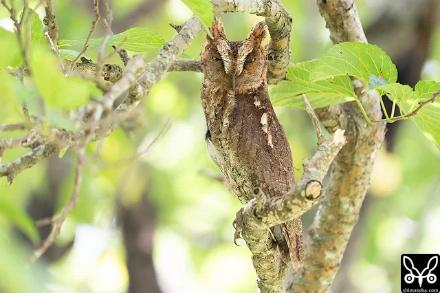 リュウキュウコノハズクのオス。ここの巣からは、6月中旬にはヒナが巣立つと思われます。