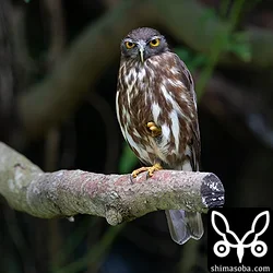 リュウキュウアオバズク