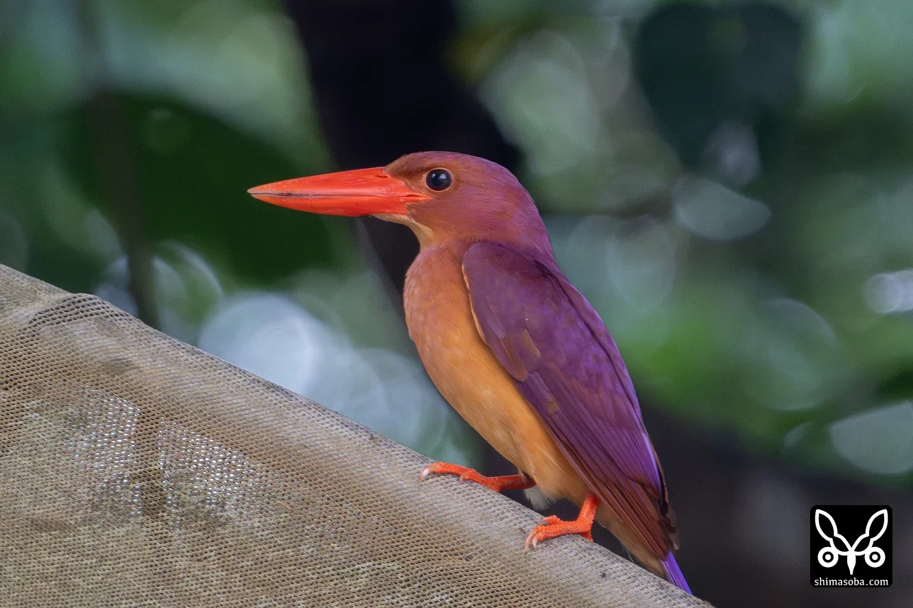 リュウキュウアカショウビン
