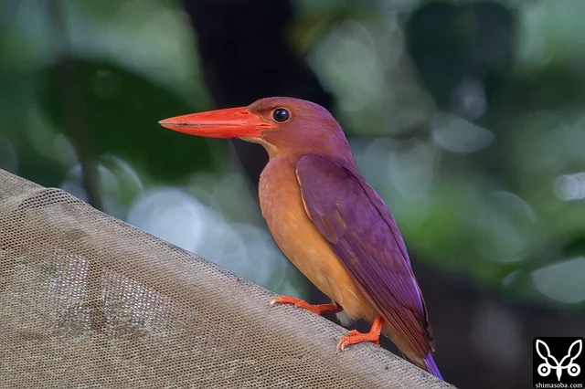 ビニールハウスの上がお気に入りのアカショウビン。自宅リビングから見えるアカショウビンです。^^