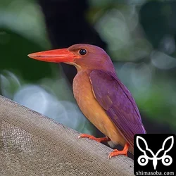 リュウキュウアカショウビン