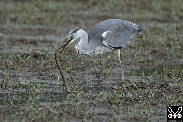 タウナギを捕まえたアオサギ。タウナギが豊富にいるようで、カンムリワシやムラサキサギ、チュウダイサギなどもタウナギを食っていました。