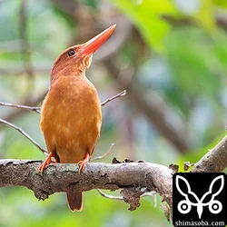 リュウキュウアカショウビン
